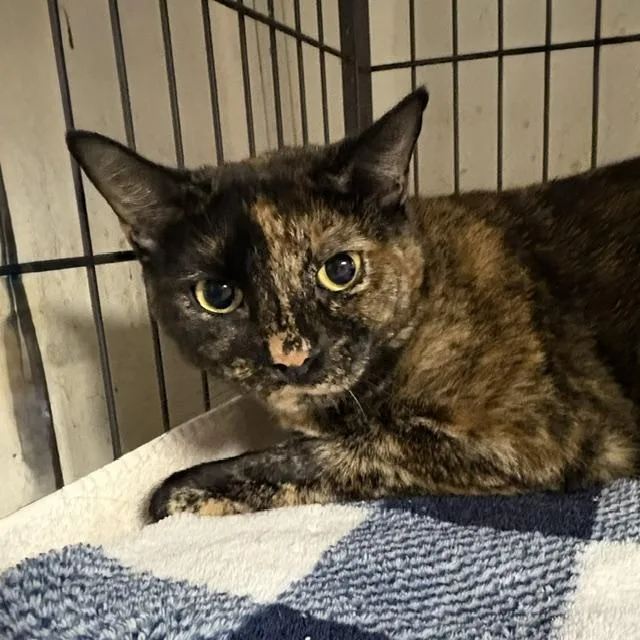 An adult medium-sized female Tortoiseshell cat named Jamie Lee for adoption in Porter, TX