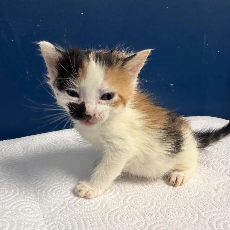 A baby small-sized female Calico Domestic Short Hair cat named Marinara for adoption in Philadelphia, PA