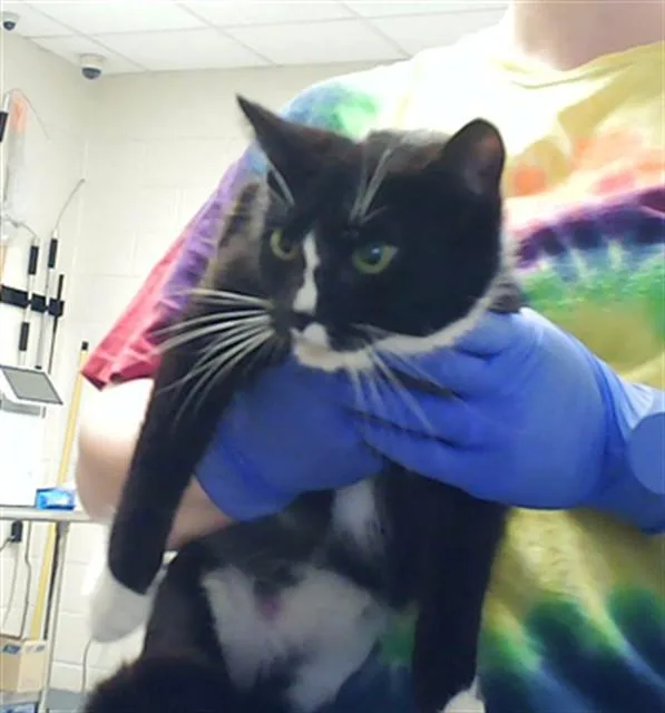 An adult medium-sized female Domestic Short Hair cat named Fairchild for adoption in Fayetteville, NC