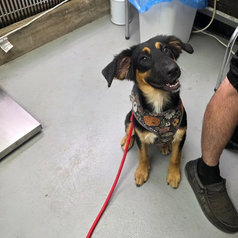 A baby medium-sized female Black Mixed Breed dog named Annie for adoption in Duncan, OK