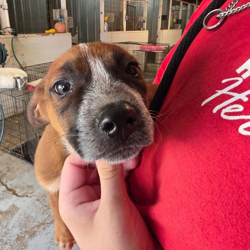 A baby small-sized male Red / Chestnut / Orange Mixed Breed dog named Bingo for adoption in Leander, TX