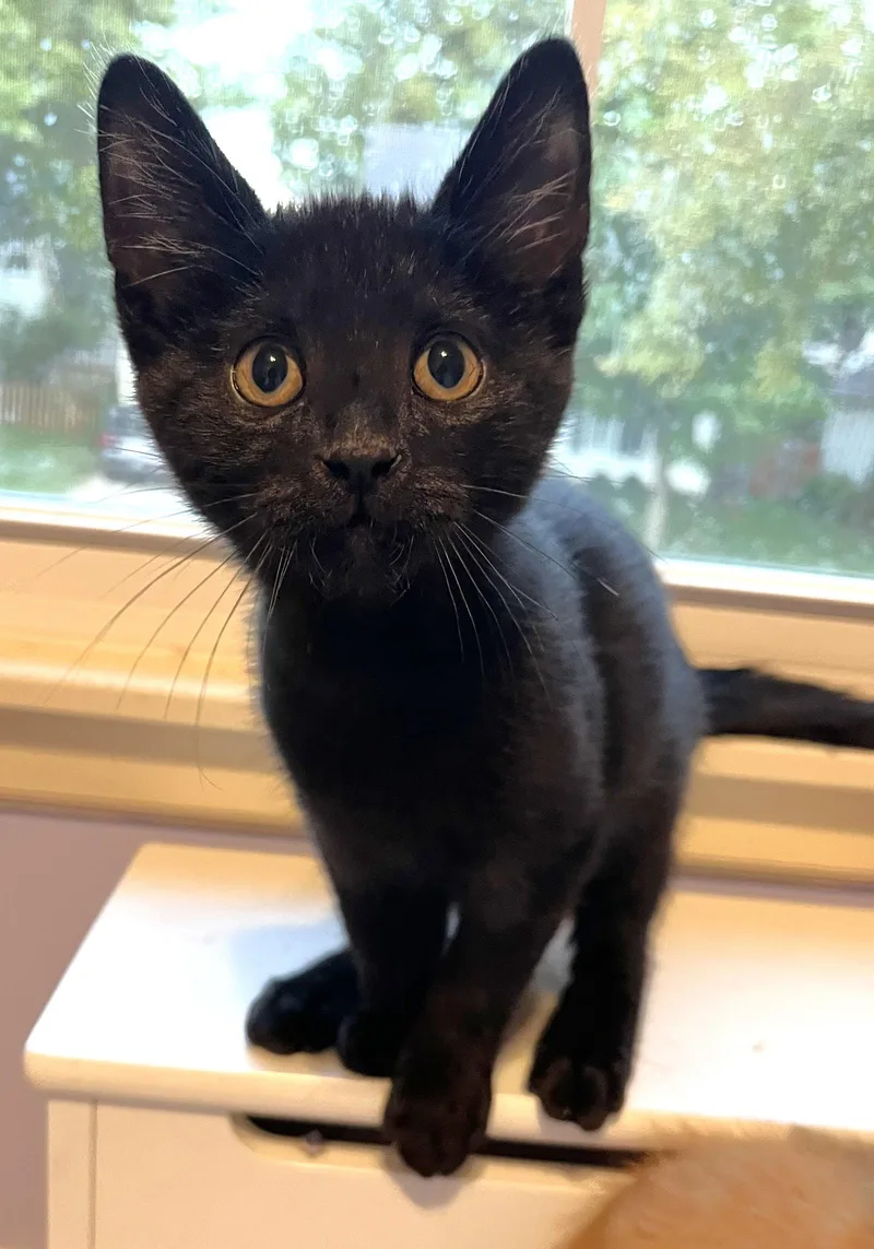 A baby medium-sized male Black Domestic Short Hair cat named Hudson for adoption in Shawnee, KS