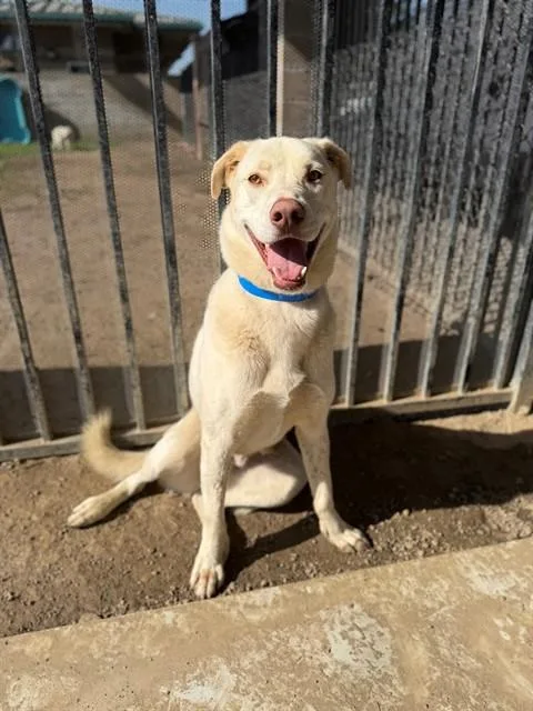 An adult medium-sized male German Shepherd Dog dog named Milo for adoption in Riverside, CA