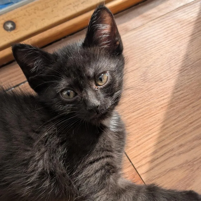 A baby small-sized female Black Domestic Short Hair cat named Nikki Josephine for adoption in Delaware, OH