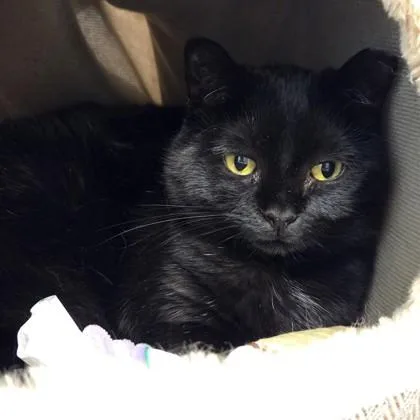 An adult large-sized female Domestic Short Hair cat named Sabbath for adoption in Voorhees, NJ