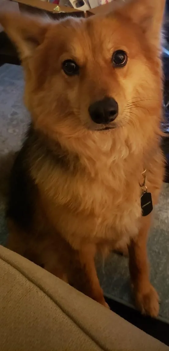 An adult medium-sized female Golden German Shepherd Dog dog named Cinnamon for adoption in Denton, TX