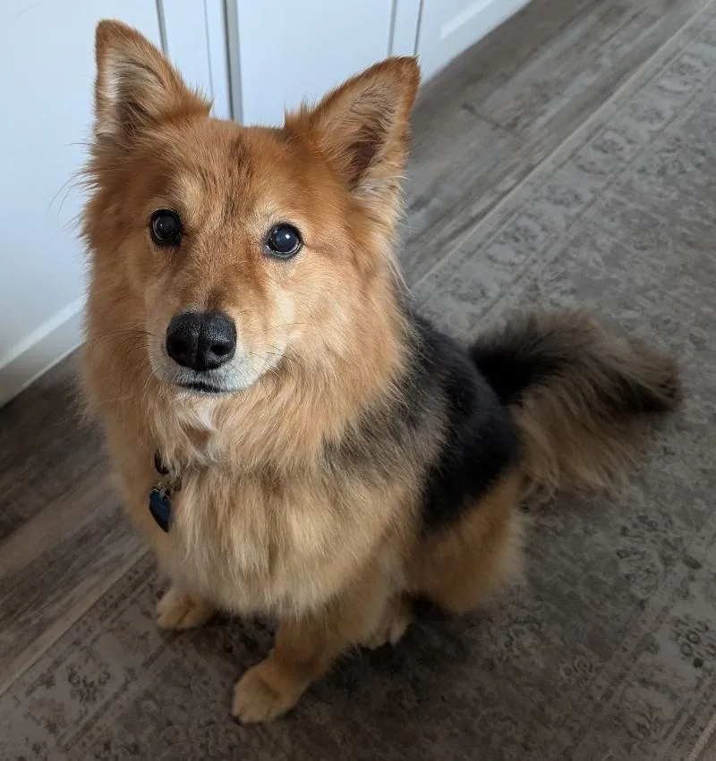 Cinnamon thumbnail 3