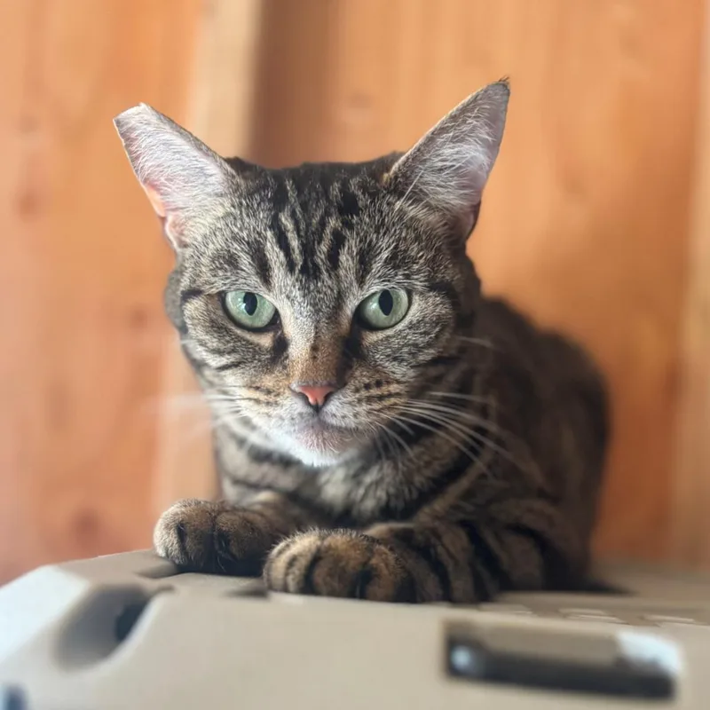 An adult small-sized female Brown / Chocolate Domestic Short Hair cat named Alicia for adoption in Brea, CA