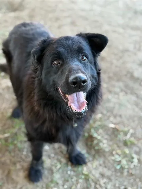 An adult large-sized female Flat-Coated Retriever dog named Zorra for adoption in Riverside, CA
