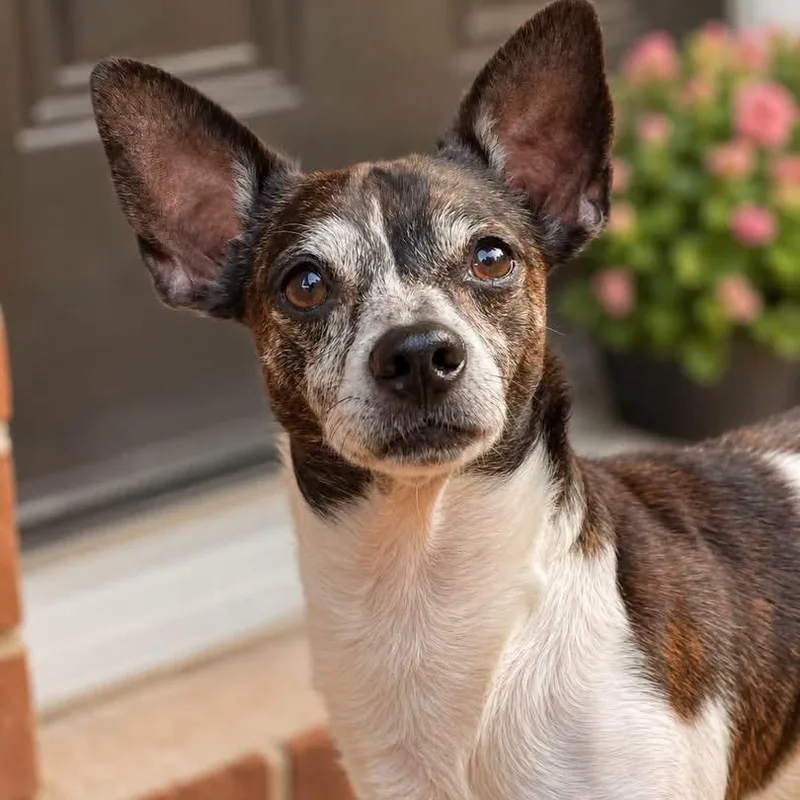 An adult medium-sized male Brown / Chocolate Mixed Breed dog named Rufus for adoption in Cranston, RI