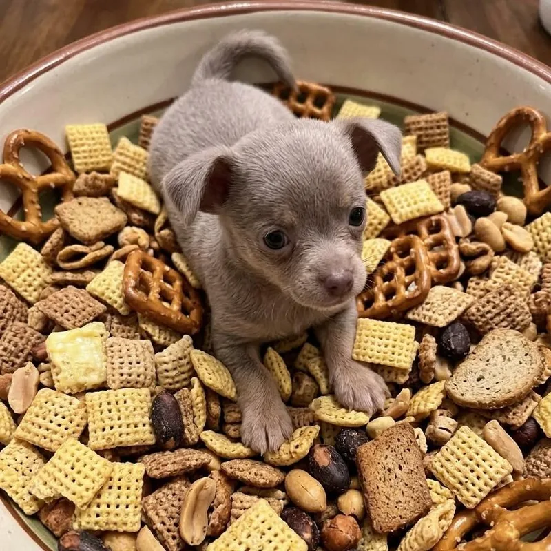 Chex