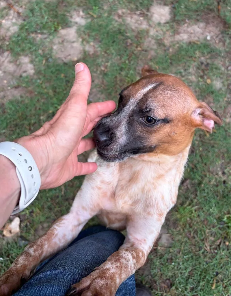 A baby medium-sized female Australian Cattle Dog / Blue Heeler dog named Daisy for adoption in Little Rock, AR