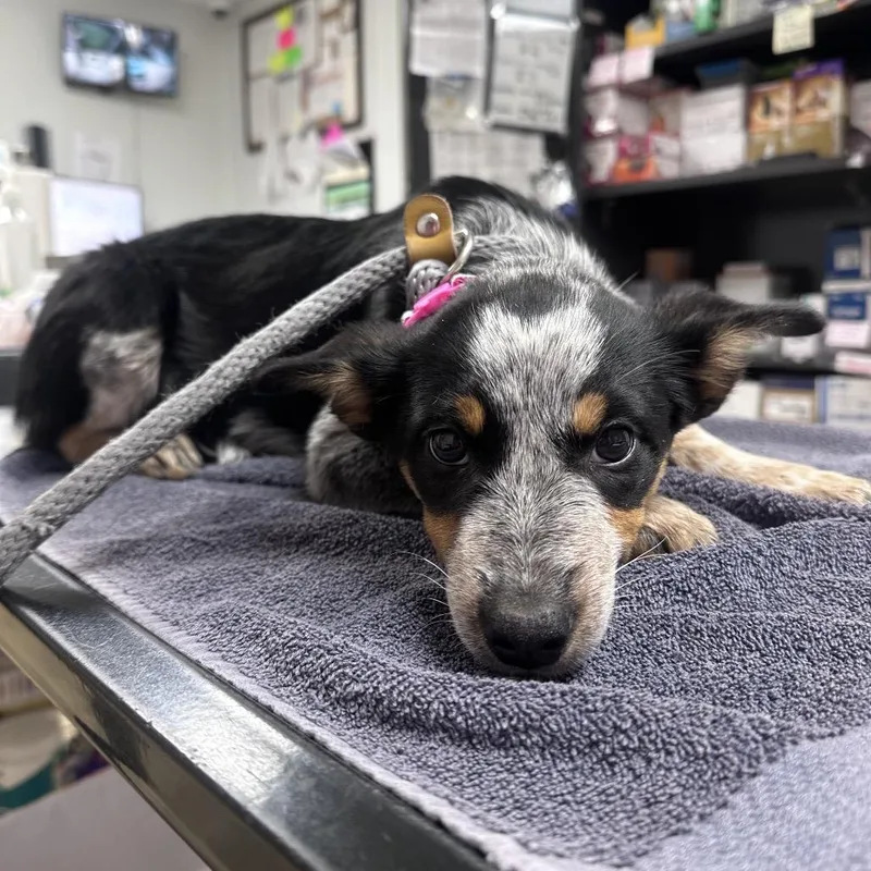 A baby small-sized female Black Australian Cattle Dog / Blue Heeler dog named Dilly Bar for adoption in Pekin, IL