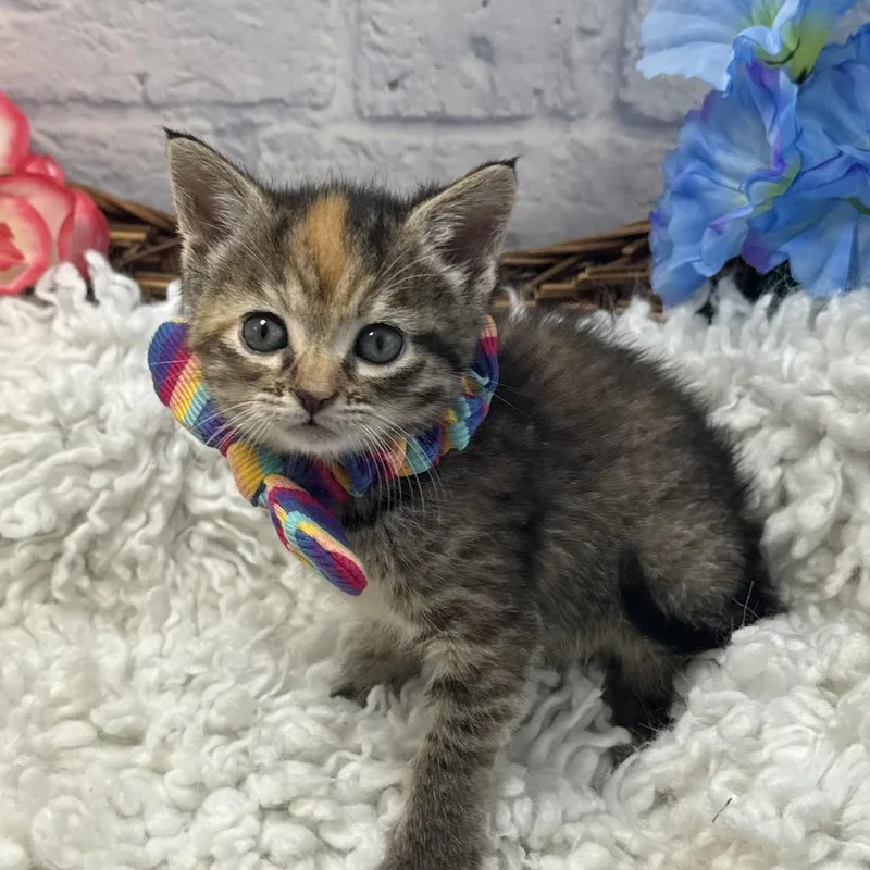 A baby small-sized female Brown / Chocolate Domestic Short Hair cat named Katia for adoption in Harrisonburg, VA