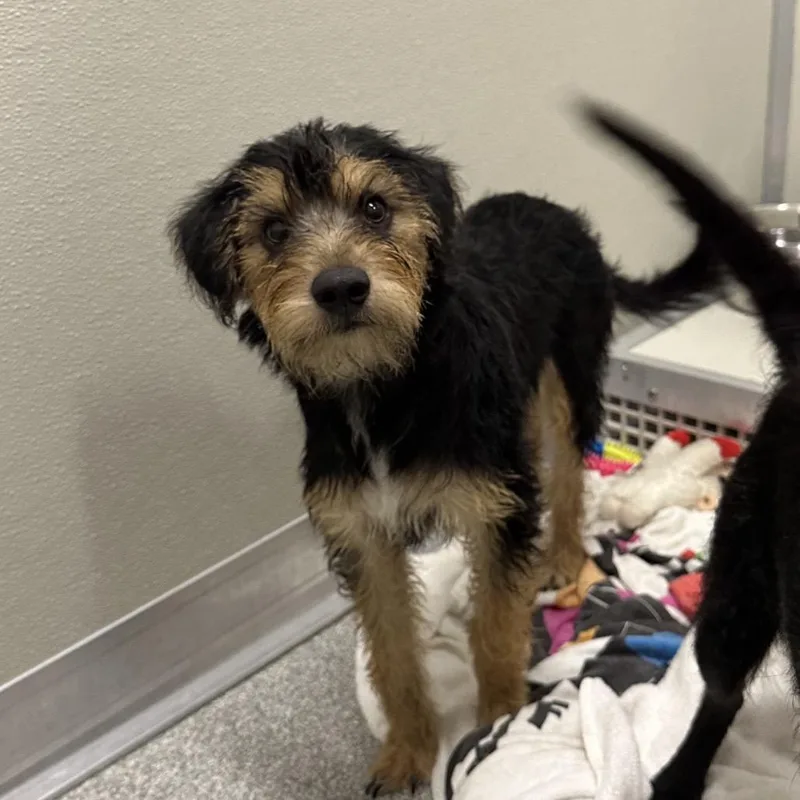 A baby small-sized male Black Mixed Breed dog named Aioli for adoption in Hinsdale, IL