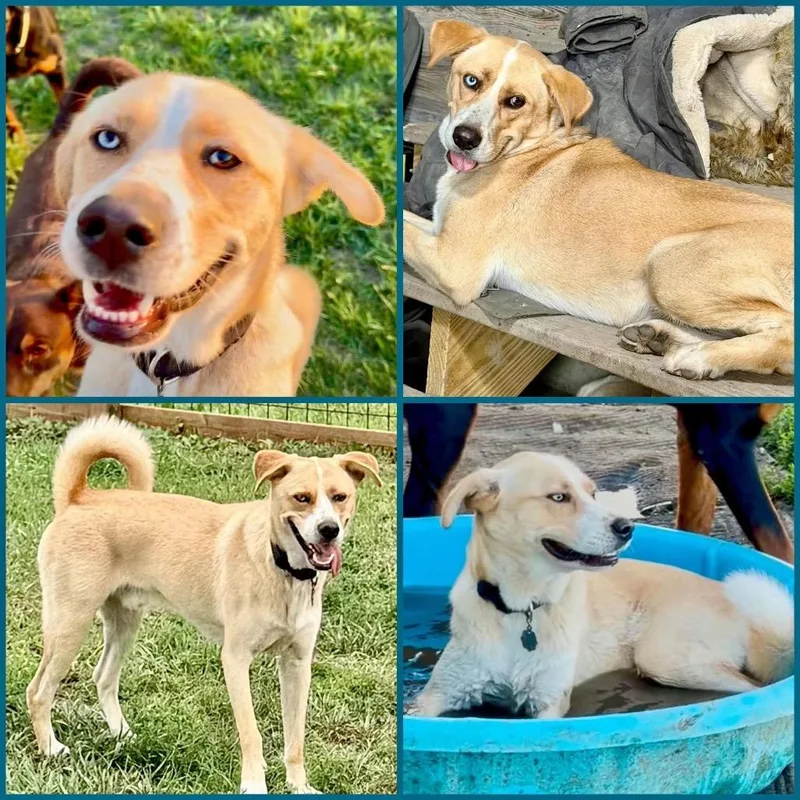 An adult medium-sized male Yellow / Tan / Blond / Fawn Labrador Retriever dog named Ryder for adoption in Brainerd, MN