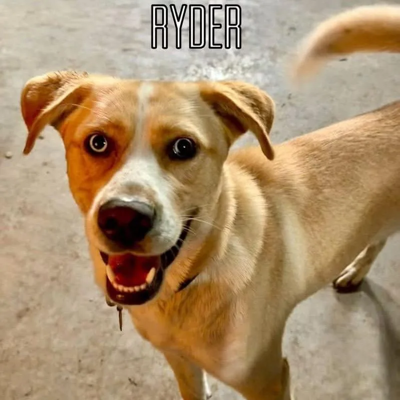 Ryder thumbnail 4