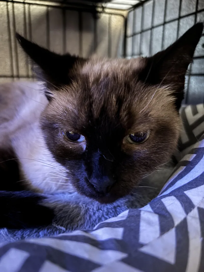 An adult medium-sized female Siamese cat named Rikki for adoption in Randolph, AL