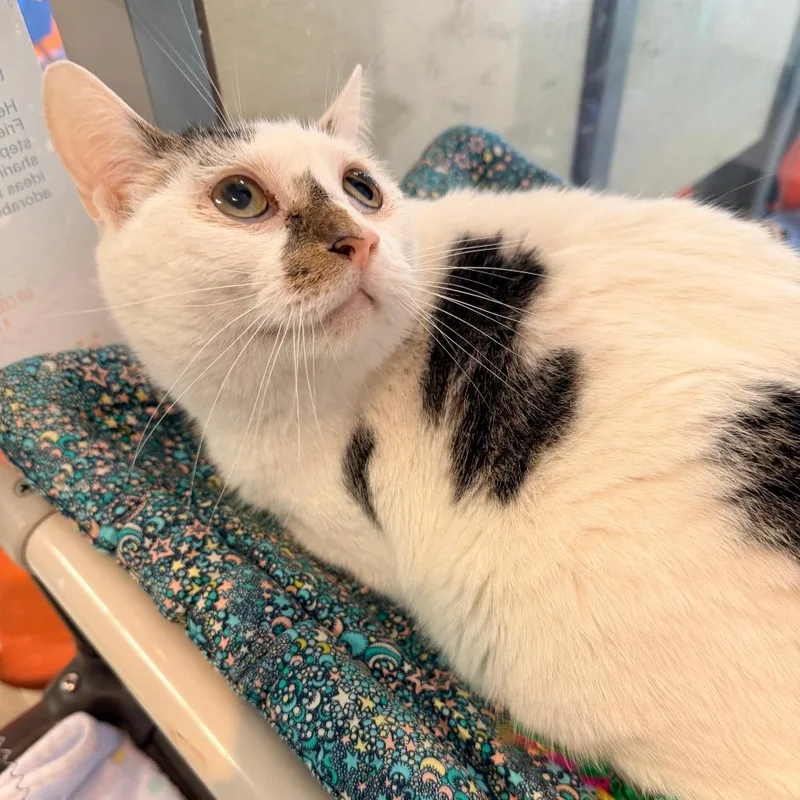 An adult large-sized male Brown / Chocolate Domestic Short Hair cat named Meatball for adoption in New York, NY