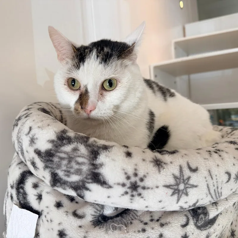 Meatball thumbnail 2