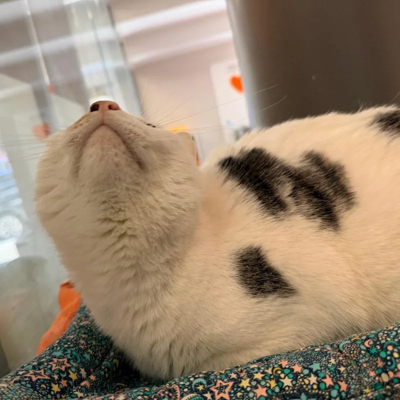 Meatball thumbnail 3