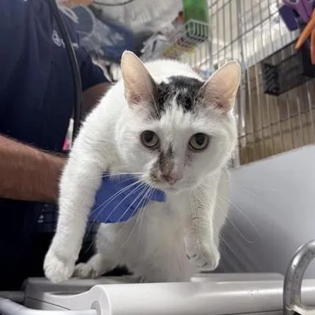 Meatball thumbnail 4