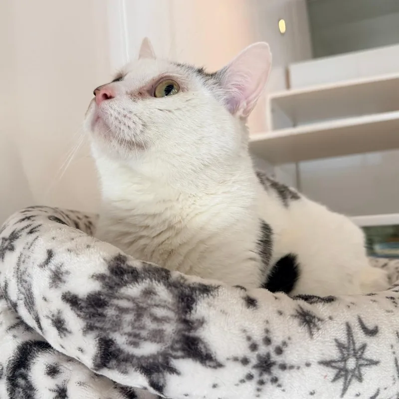 Meatball thumbnail 5