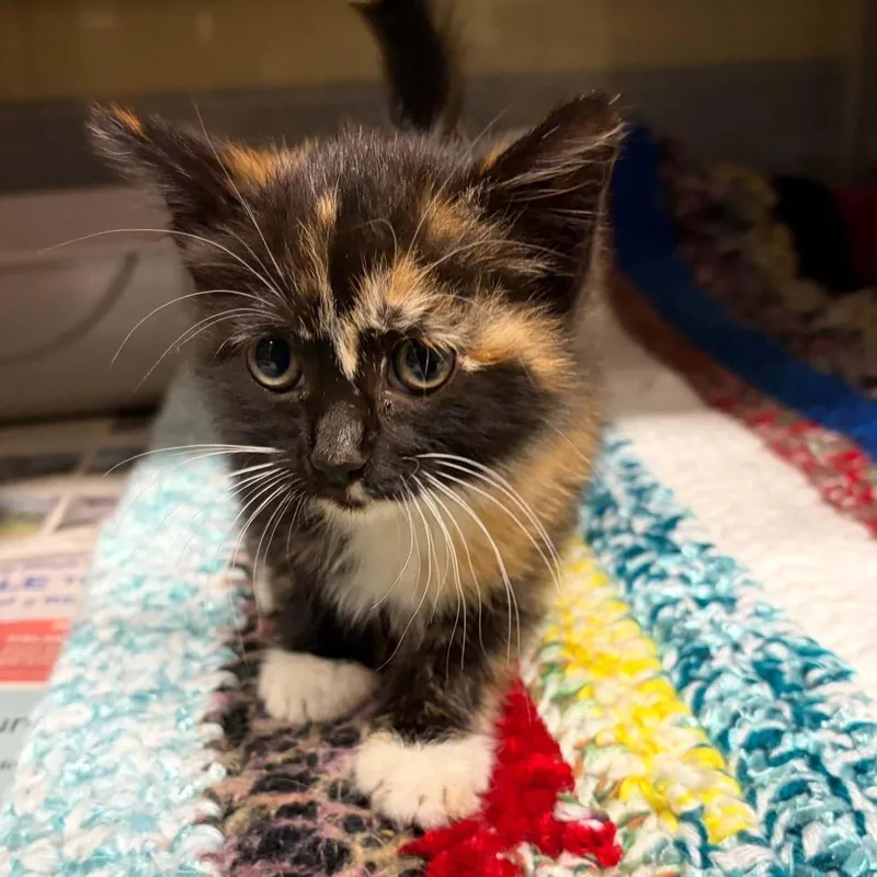 A baby small-sized female Calico Domestic Short Hair cat named Edwina for adoption in Concord, NC