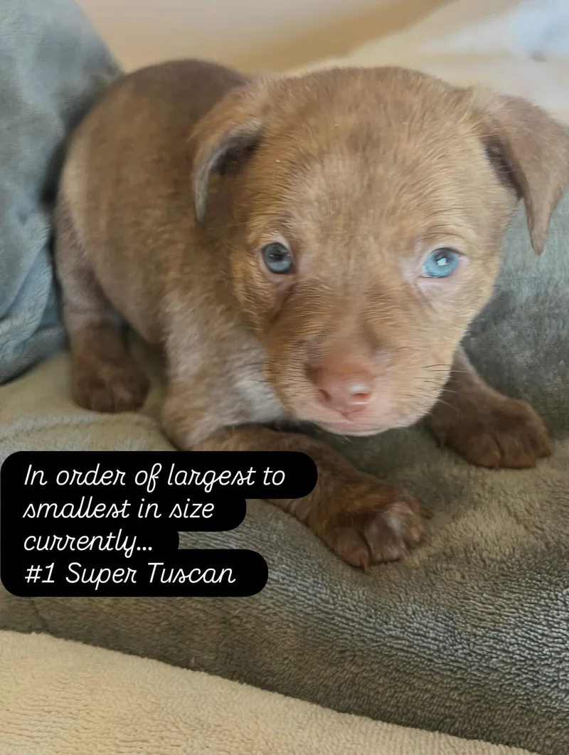 A baby medium-sized male American Staffordshire Terrier dog named Anne's Vines  Super for adoption in San Diego, CA