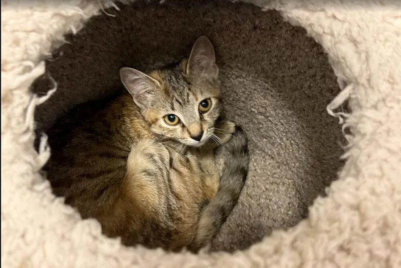 A baby medium-sized female Brown / Chocolate Domestic Short Hair cat named Tiggy for adoption in Hudson, NH