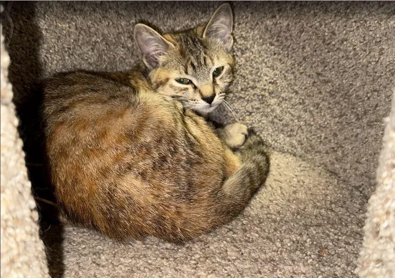 Tiggy thumbnail 2