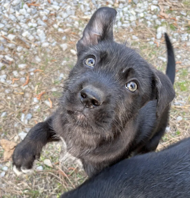 A baby small-sized female Labrador Retriever dog named Penne for adoption in Westport, CT