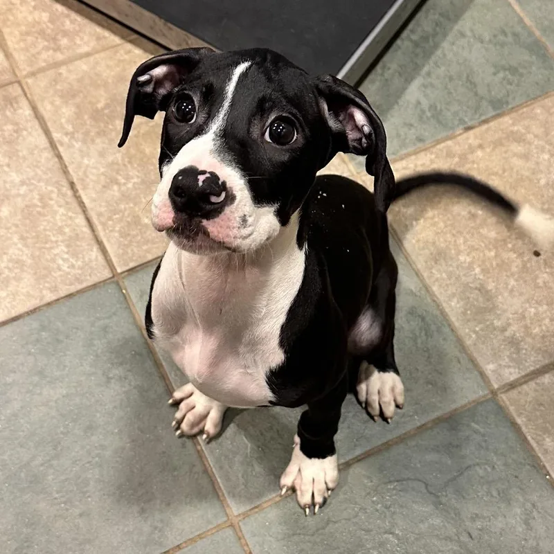 A baby small-sized male Black Mixed Breed dog named Noodle for adoption in Chattanooga, TN