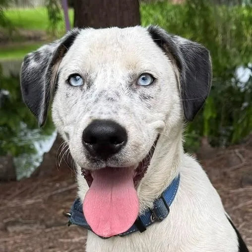 A young medium-sized male Harlequin Dalmatian dog named Luke for adoption in Unionville, CT