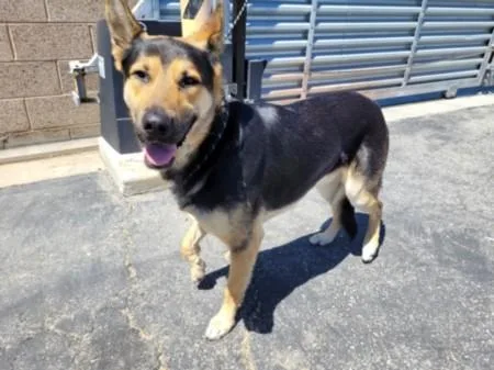 A young large-sized male German Shepherd Dog dog named Prince for adoption in San Pedro, CA