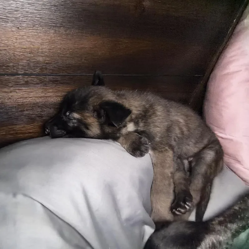 A baby medium-sized female Belgian Shepherd / Malinois dog named Sable for adoption in China Township, MI