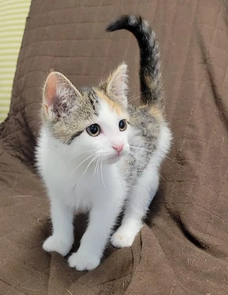 A baby medium-sized female Domestic Short Hair cat named Hatchet for adoption in Sandusky, OH