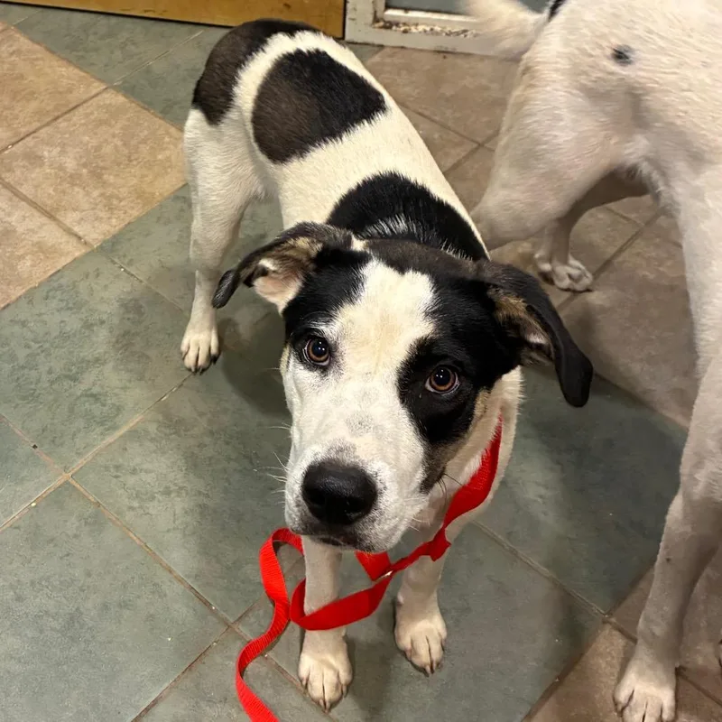 A young medium-sized male White / Cream Mixed Breed dog named Victor for adoption in Chattanooga, TN