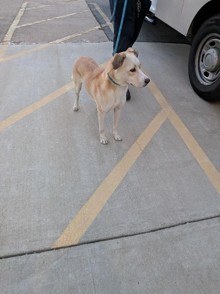 An adult large-sized female Labrador Retriever dog named Kim for adoption in Huntsville, TX