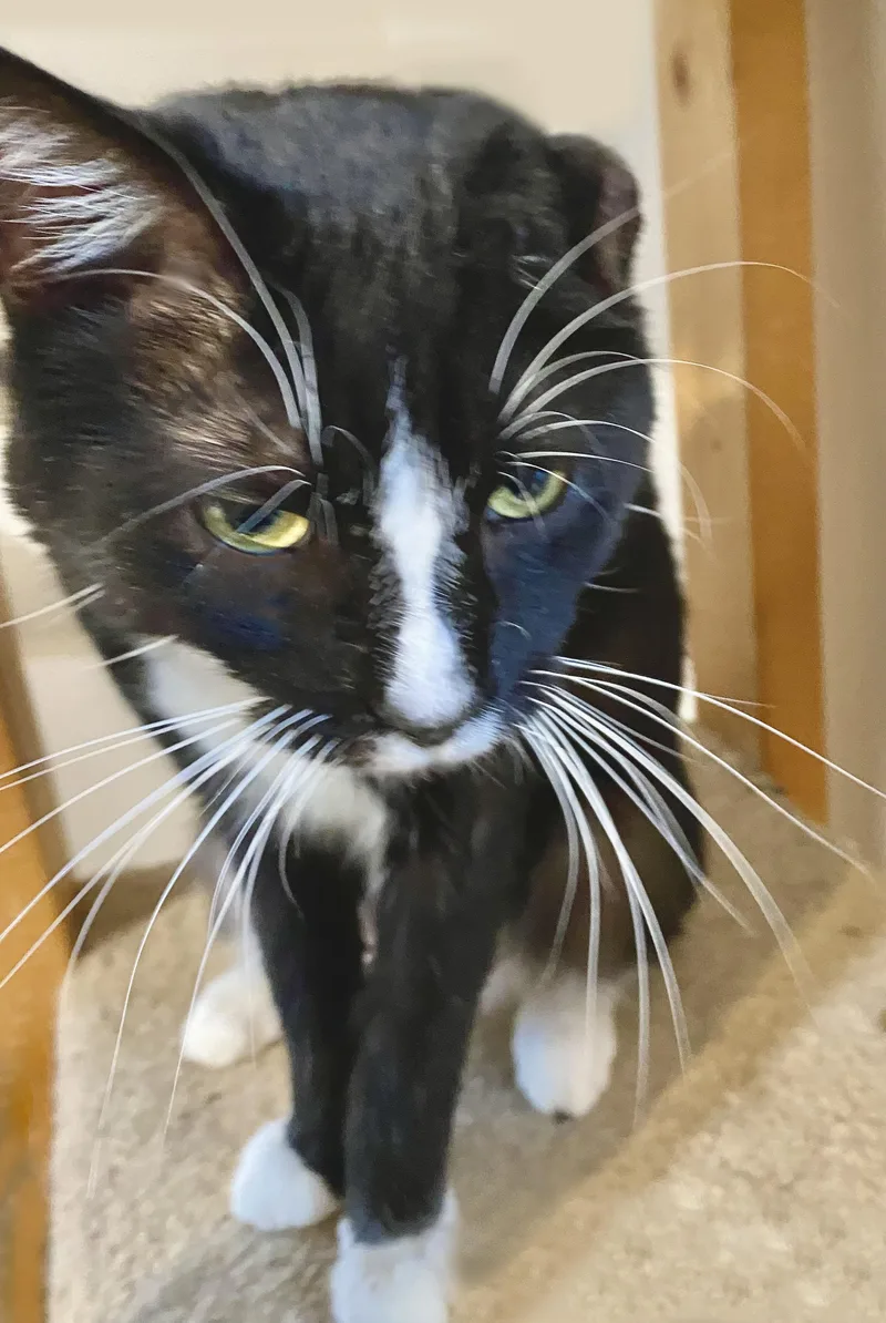 An adult medium-sized male Black & White / Tuxedo Domestic Short Hair cat named Arthur for adoption in Mansfield, OH
