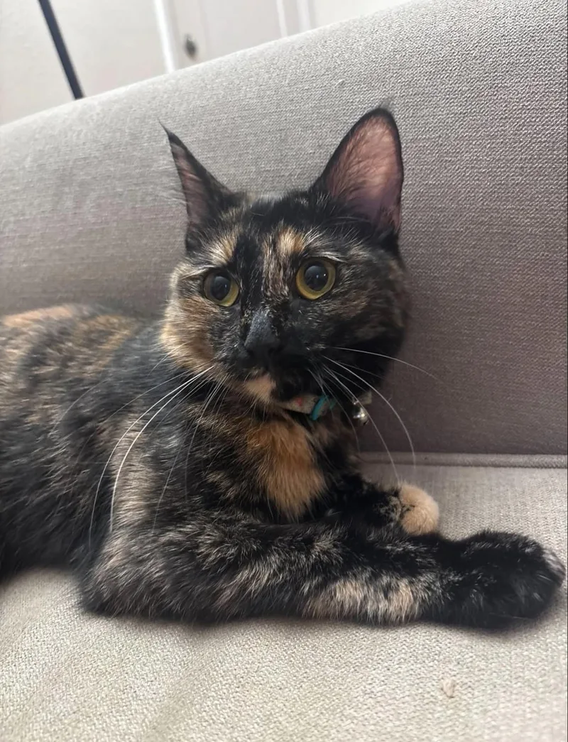 An adult medium-sized female Domestic Short Hair cat named Samosa for adoption in Long Beach, CA