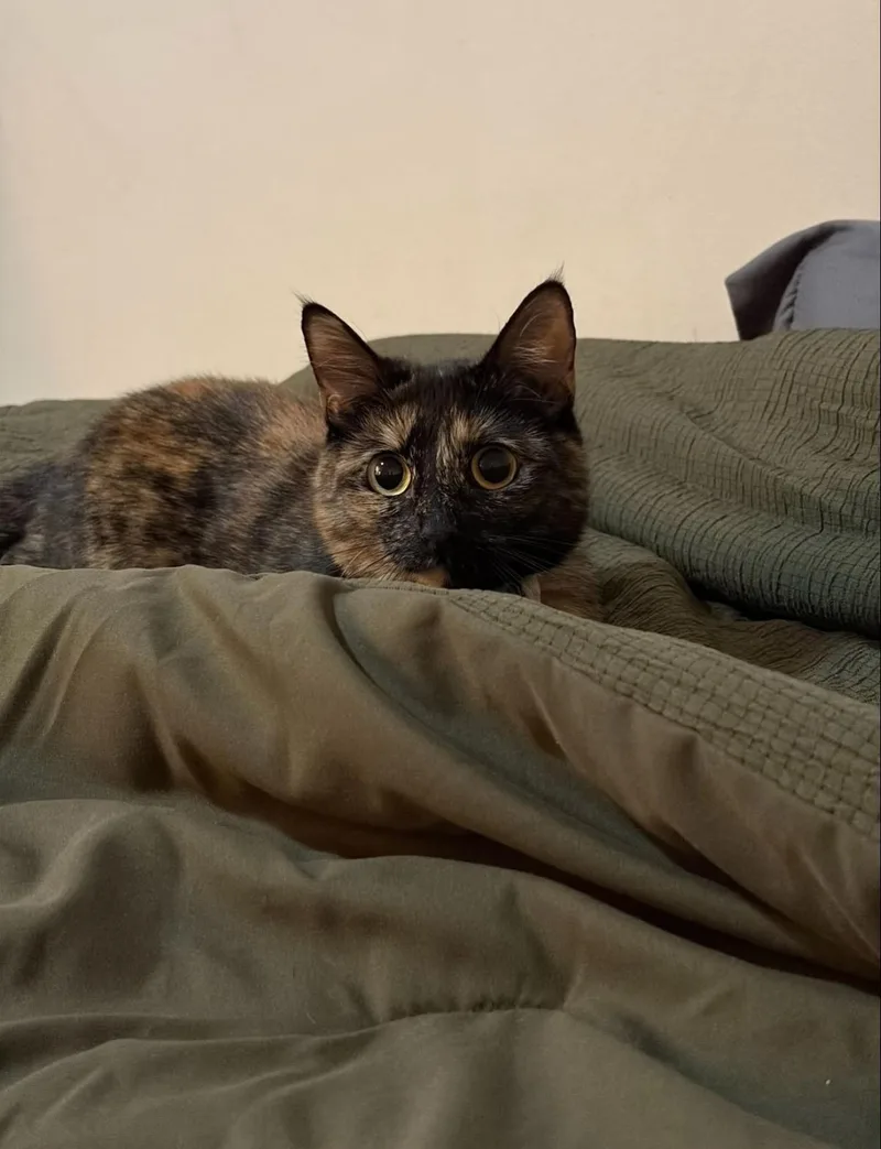 Samosa thumbnail 2