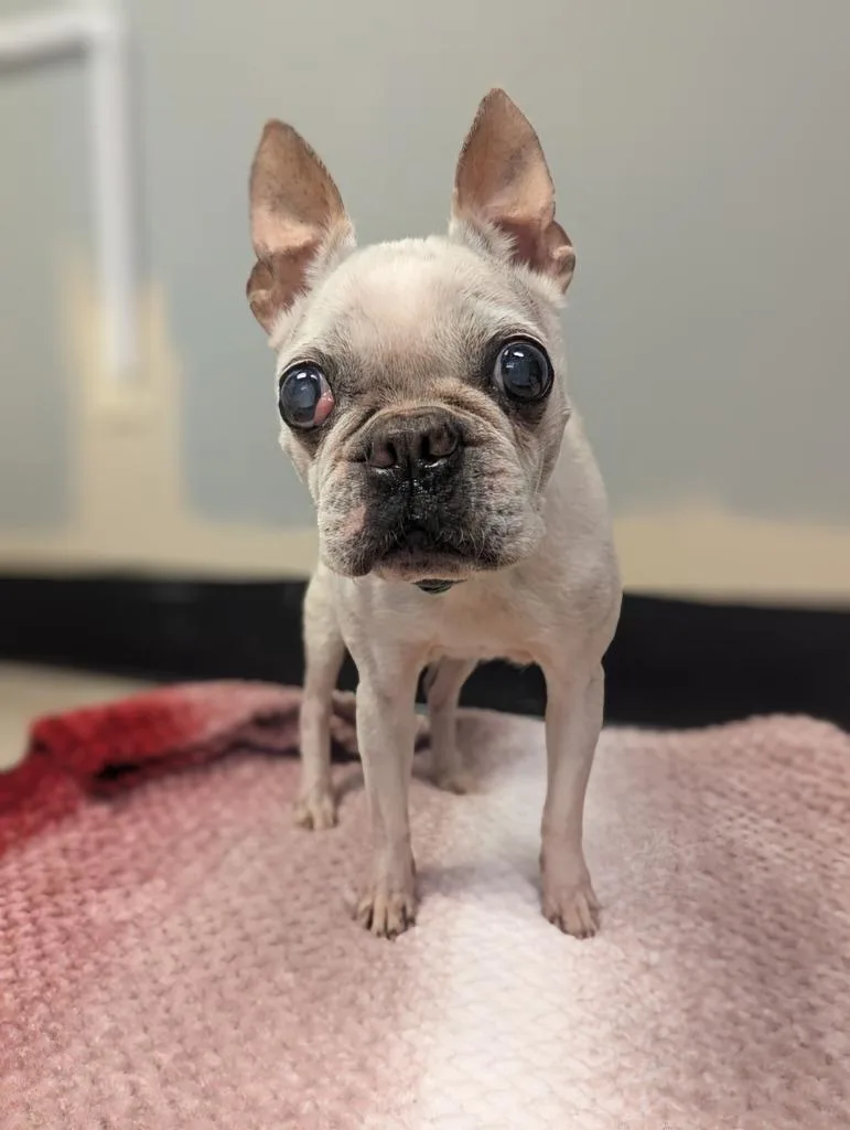 A senior small-sized female French Bulldog dog named Gretchen for adoption in Barron, WI