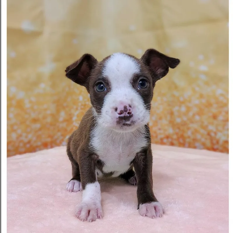 A baby medium-sized female Brown / Chocolate Pit Bull Terrier dog named Lila for adoption in Griswold, CT
