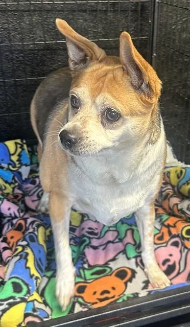 An adult medium-sized female Chihuahua dog named Lucy for adoption in Chester, SC