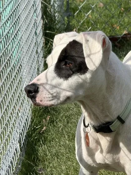 An adult medium-sized male Labrador Retriever dog named Duke for adoption in Hamilton, MT