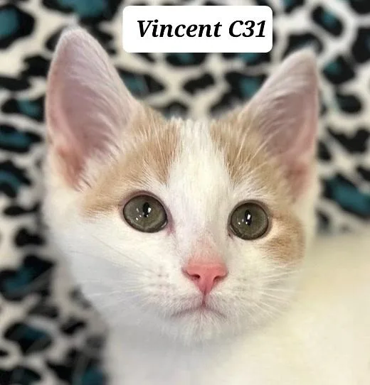 Vincent