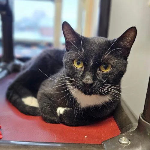 An adult medium-sized male Domestic Short Hair cat named Hank C for adoption in Frankfort, KY