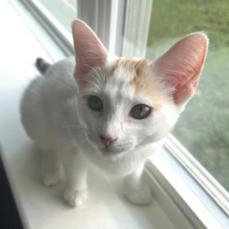 A young small-sized female Domestic Short Hair cat named Butterscotch for adoption in Panama City Beach, FL