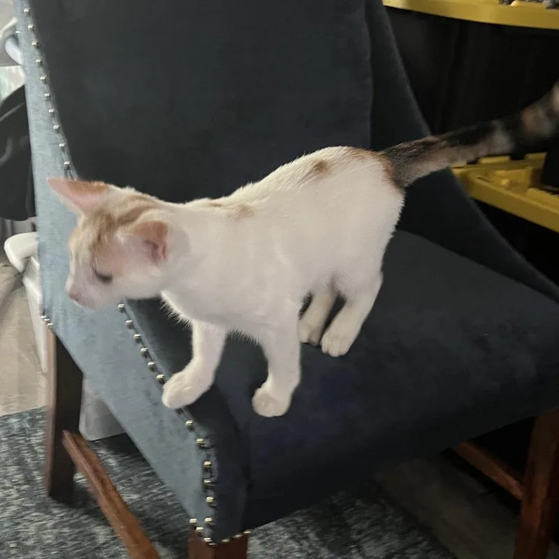 Butterscotch thumbnail 2